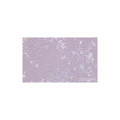zlzt生物人胸膜上皮样间皮瘤细胞JL-1
