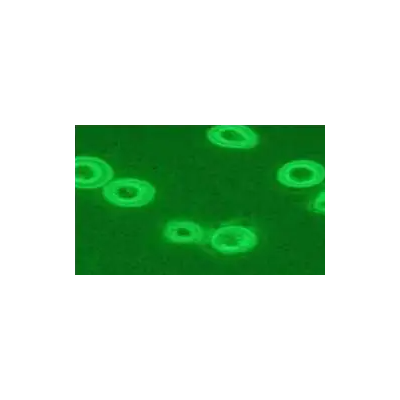 zlzt生物小鼠辅助性T细胞D10.G4.1