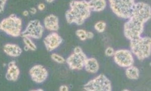鸡巨噬细胞LSCC-HD11智立中特生物图1