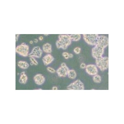鸡巨噬细胞LSCC-HD11智立中特生物