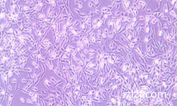 智立中特(武汉)生物科技有限公司人脐静脉内皮细胞HUVECs图1