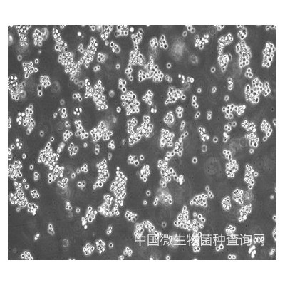 HC11小鼠乳腺上皮细胞zlzt生物质粒载体网