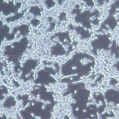 质粒载体网小鼠胚胎成纤维细胞PG13