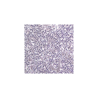 zlzt生物人乳腺上皮细胞MCF-10A