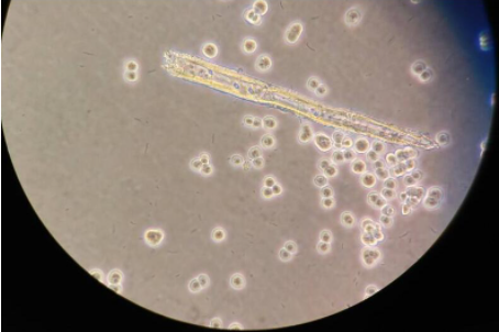 AZ-521人胃癌细胞智立中特生物