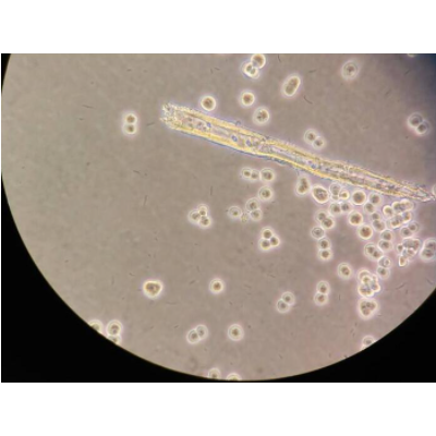 AZ-521人胃癌细胞智立中特生物