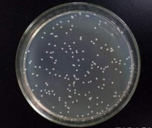 COLO205 人结肠癌细胞质粒载体网