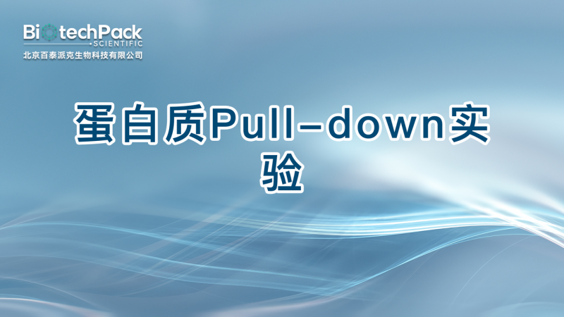 蛋白质Pull-down实验图1