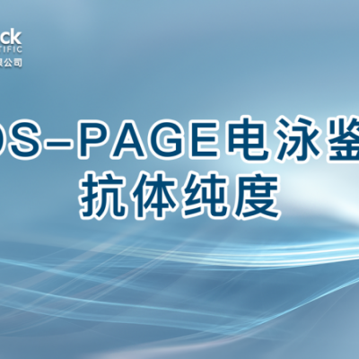 SDS-PAGE电泳鉴定抗体纯度