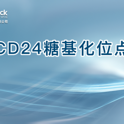 CD24糖基化位点