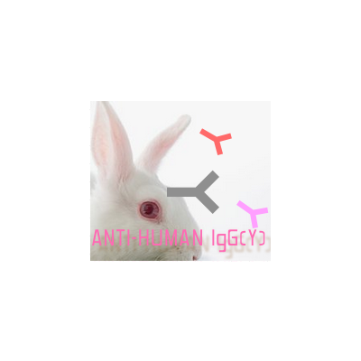 兔抗人IgG（γ链特异性）