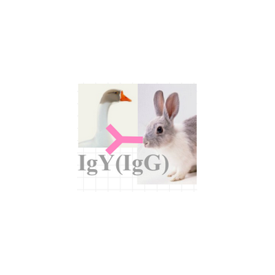 兔抗鹅IgY（IgG）（H+L）