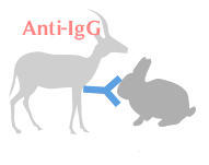 山羊抗兔IgG(H+L)(不交叉小鼠IgG)图1