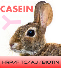 HRP-兔抗牛酪蛋白图1