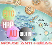 HRP-小鼠抗乙肝e抗原图1