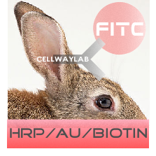HRP-兔抗FITC图1