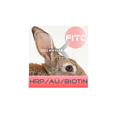 HRP-兔抗FITC