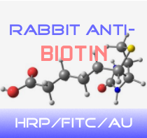 HRP-兔抗生物素图1