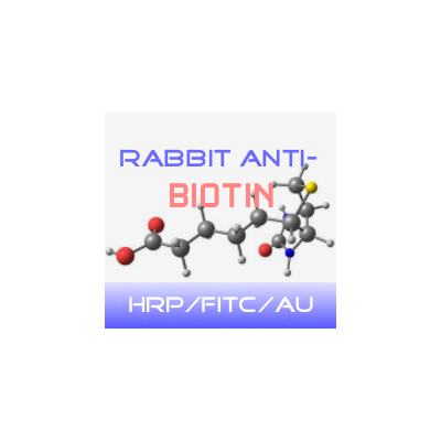 HRP-兔抗生物素