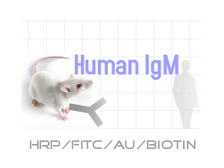 HRP-小鼠抗人IgM图1