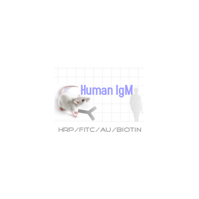 HRP-小鼠抗人IgM
