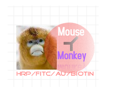 HRP-小鼠抗猴IgG图1