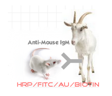 HRP-山羊抗小鼠IgM(μ链特异性)图1