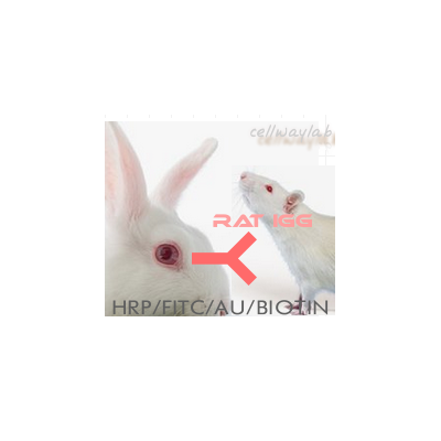 HRP-兔抗大鼠IgG(H+L)