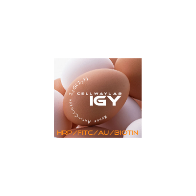 HRP-小鼠抗鸡IgY(IgG)