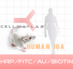 HRP-小鼠抗人IgA