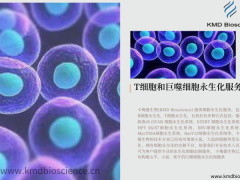 【卡梅德生物】细胞永生化的意义|为什么要进行细胞永生化研究？