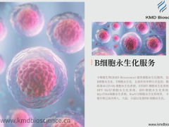 【卡梅德生物】细胞永生化的方法介绍