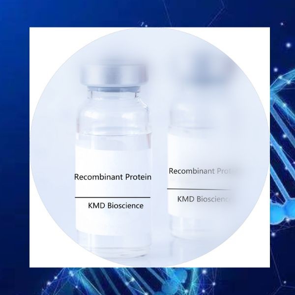 重组人CD172a蛋白|CD172a蛋白|重组人信号调节蛋白