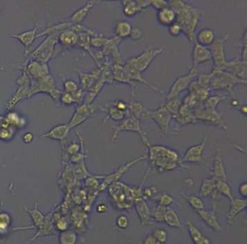 HO-8910PM 人高转移卵巢癌细胞 百欧博伟生物图1