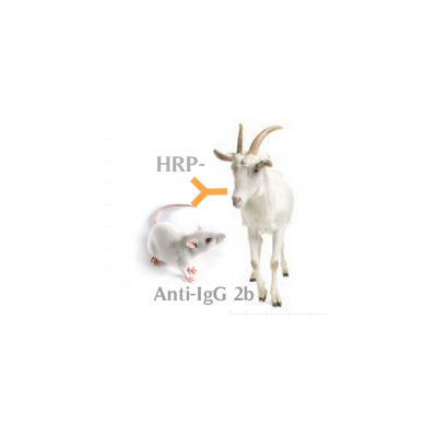 HRP-山羊抗小鼠IgG2b