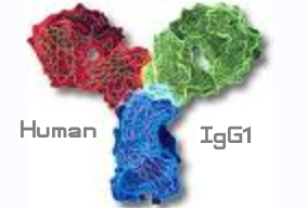 基因重组人IgG1