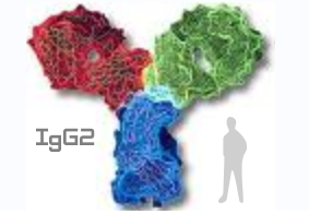 基因重组人IgG2