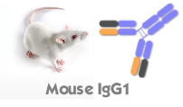 小鼠IgG1