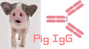猪IgG