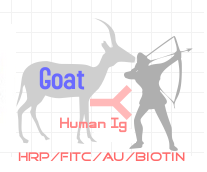 HRP-山羊抗人Ig