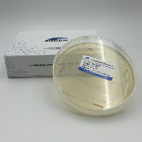 黄褐纹白蚁伞 百欧博伟生物 微生物菌种查询网