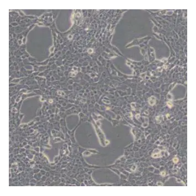 永生化人晶状体上皮细胞 微生物菌种查询网 细胞系