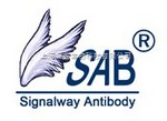 SAB(Signalwayantibody)